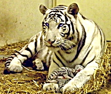 biely tiger.jpg