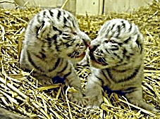 biely tiger-mlade.jpg