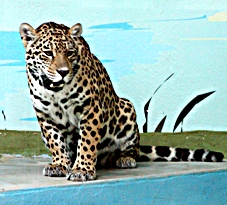 jaguarka Laima.jpg