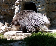 dikobraz.jpg
