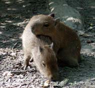 kapybara_mociarna.jpg