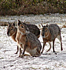 mara_stepna.jpg