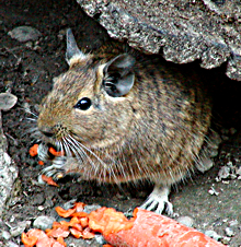 osmak_degu.jpg