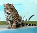 jaguarka Laima.jpg