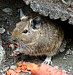osmak_degu.jpg